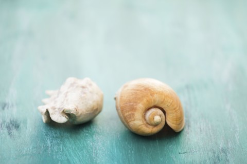 Two seashells