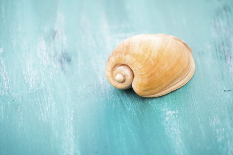 Seashell on blue surface