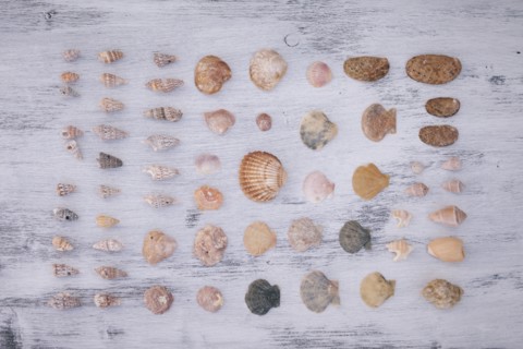 Variety of seashells on white surface
