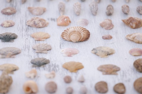 Variety of seashells on white surface