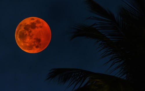 Lunar eclipse by palm tree fronds