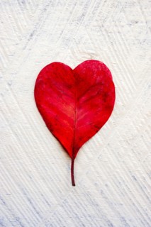 Red heart shaped leaf