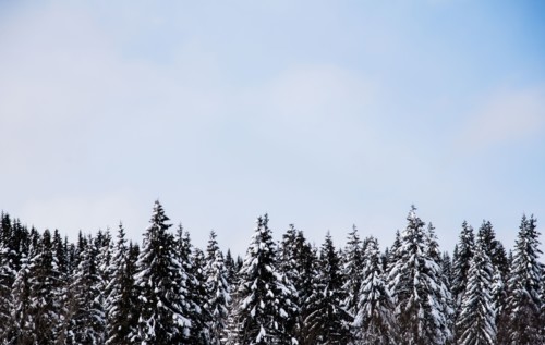 Pine forest during winter in Oslo, Norway