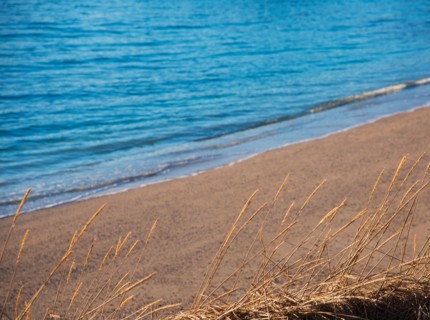 Seed heads by beach in Tromso, Norway