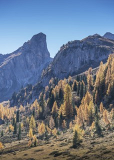 Pine trees and mountain in the Dolomites, South Tyrol, Italy