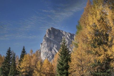 Pine trees in the Dolomites, South Tyrol, Italy