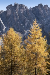 Pine trees in the Dolomites, South Tyrol, Italy
