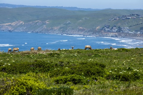 Elk grazing by sea in San Francisco, California, USA