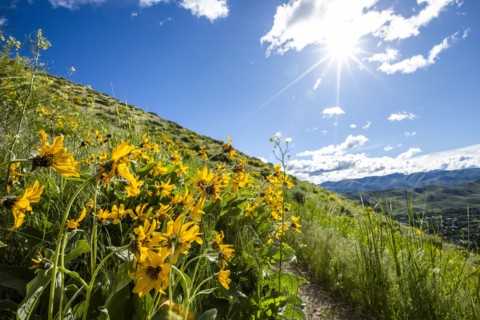 Yellow flowers in Sun Valley, Idaho, USA