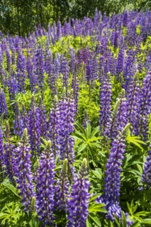 Purple lupine field in Sun Valley, Idaho, USA