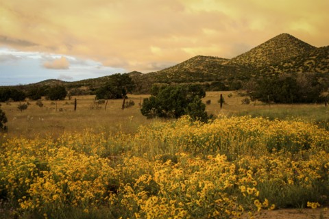 Daisies in field in Santa Fe, New Mexico, USA