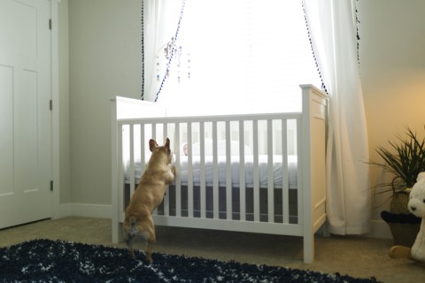 Dog standing on hind legs by cot