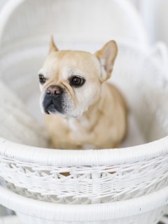 Dog in white basket