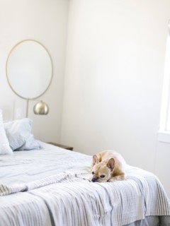 Dog lying on bed