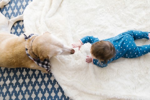 View directly above dog and baby girl