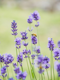 Bee on lavender