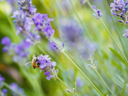 Bee on lavender