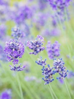 Lavender