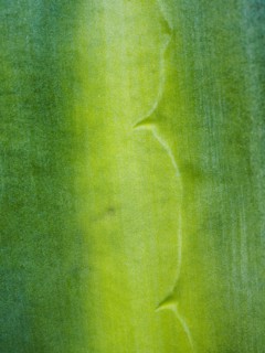 Close-up of green leaf with thorns