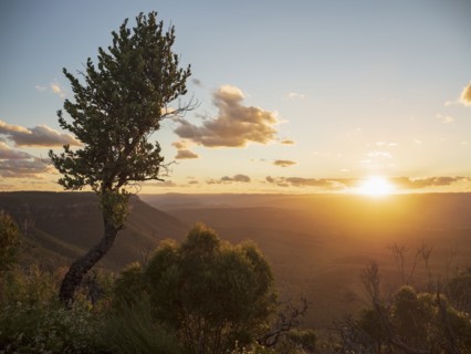 Tree on mountain at sunset in Blue Mountains National Park, Australia