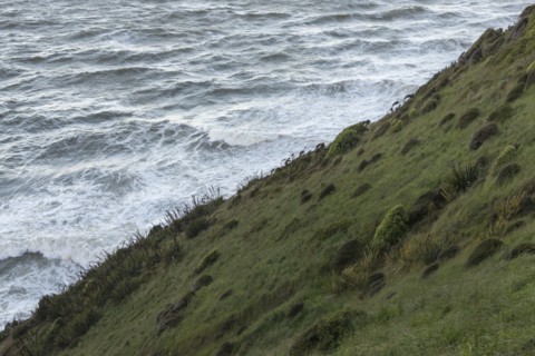 Grassy hill by sea on Nugget Point in Otago, New Zealand
