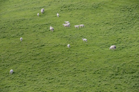 High angle view of sheep in field in Tarara, New Zealand