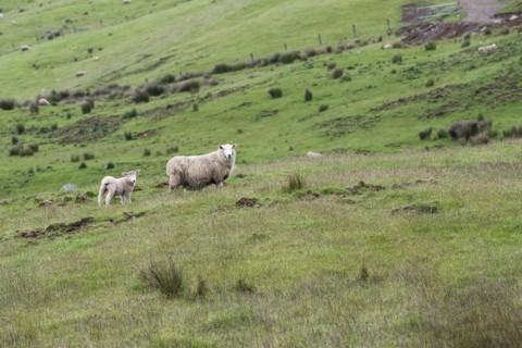 Lamb and ewe in field in Te Anau Downs, New Zealand