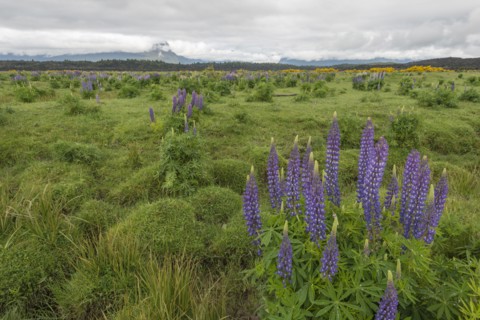 Purple lupins in field on Te Anau Downs, New Zealand