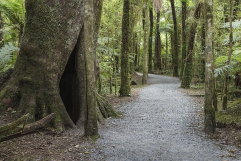 Trail through forest in Mount Aspiring National Park, New Zealand