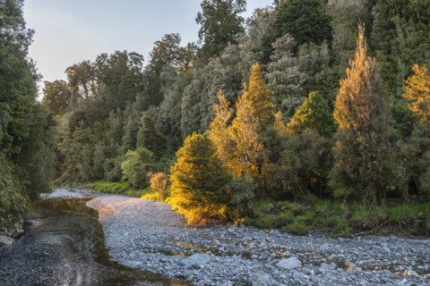 River by an autumn forest near Fox Glacier, New Zealand
