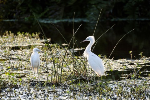Snowy egrets on river