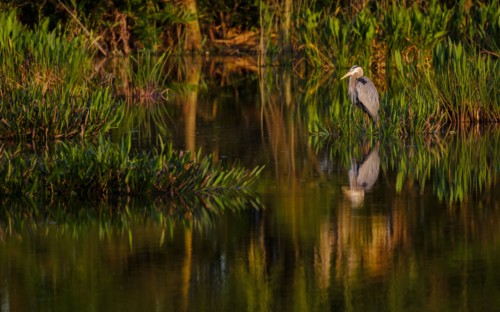 Great blue heron by  river