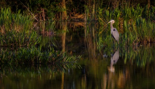 Great blue heron by  river