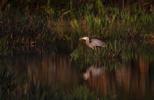 Great blue heron by  river