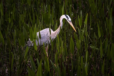 Great blue heron walking through grass