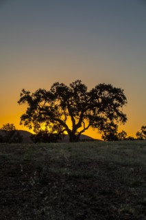 Silhouette of tree in field at sunset in Santa Margarita, California, USA
