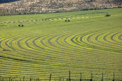 Crop field