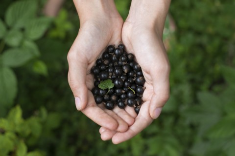 Woman's cupped hands holding blueberries
