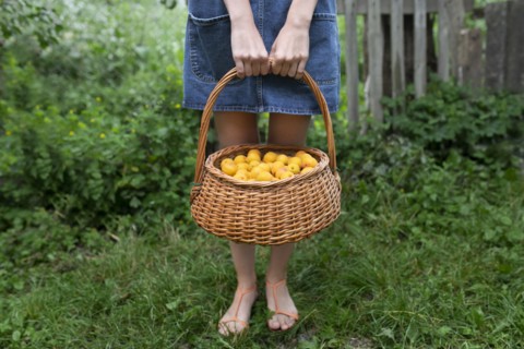Woman holding basket of apricots