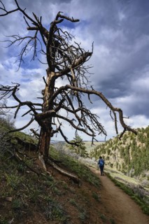 Mature woman hiking by dead tree in Colorado