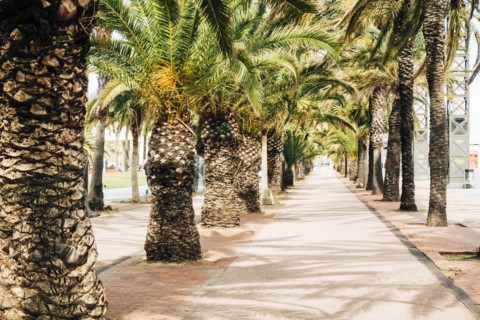Palm trees on street in Barcelona, Spain