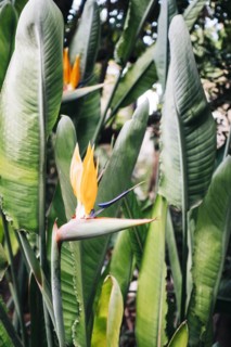Bird of paradise flower