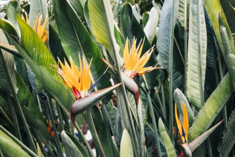 Bird of paradise flower