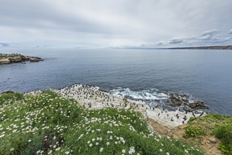 Coastline in San Diego, California