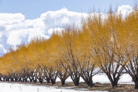 Autumn trees in snow in Bellevue, Idaho, USA