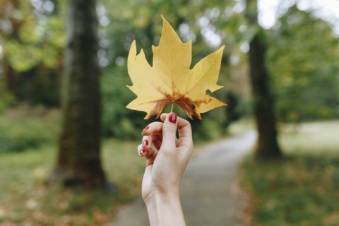 Hand of woman holding yellow leaf