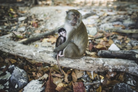 Macaque holding young macaque on log