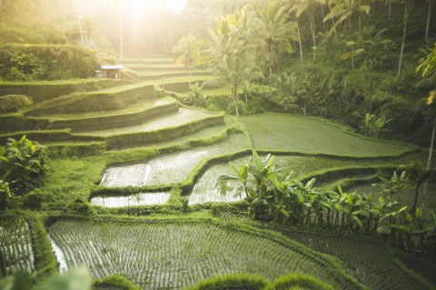 Terraced rice paddies in Bali, Indonesia