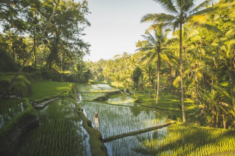 Woman on terraced rice paddies in Bali, Indonesia