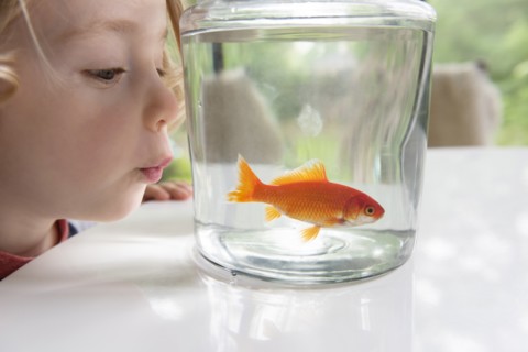 Curious boy looking at goldfish in bowl